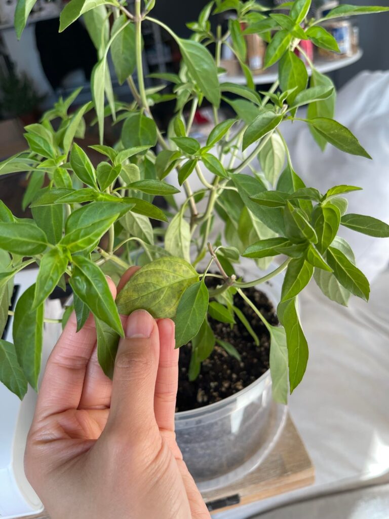Which nutrient is my thai basil deficient of?