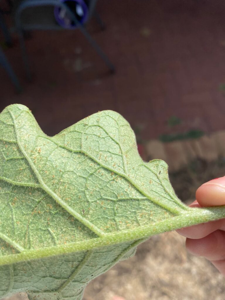 What are these bugs?!