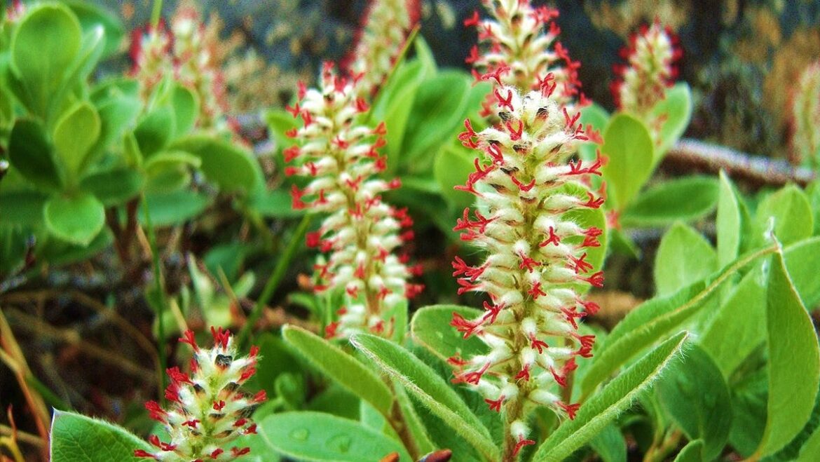 What plants could Santa grow in the North Pole? What plants could Santa grow in the North Pole?