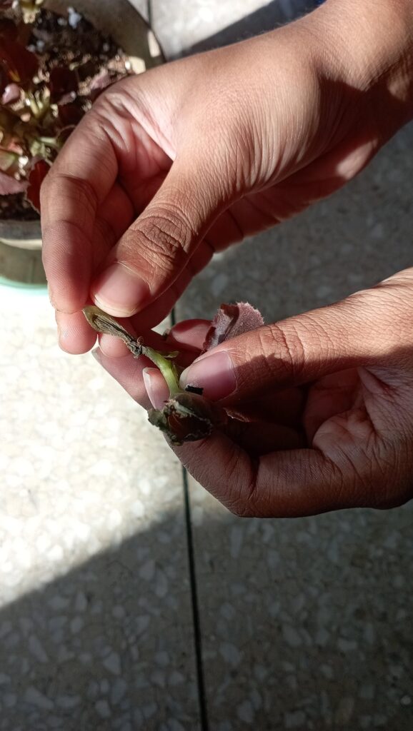 My begonia is dying. It has been 2-3 weeks since i bought them, it flowered but now some of the stems are wilting and it looks like this. the plant has become so bare now. it is in terracotta pot and the soil is well draining soil mix which can hold some amount of moisture