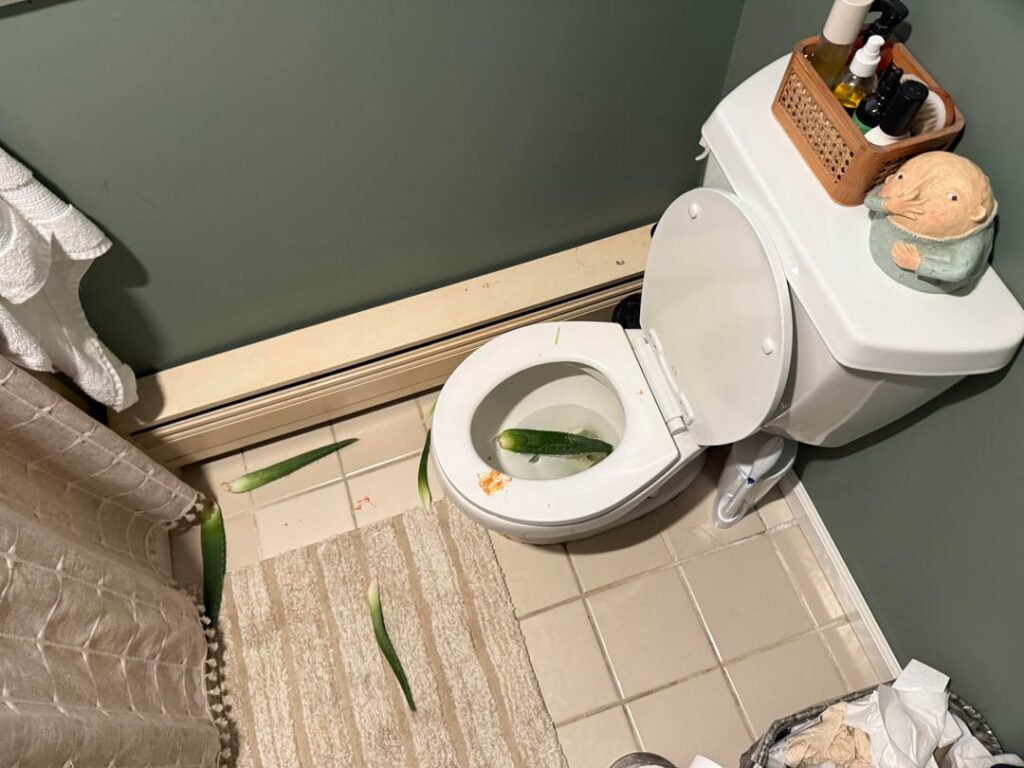 Aloe plant exploded (with red goo?)