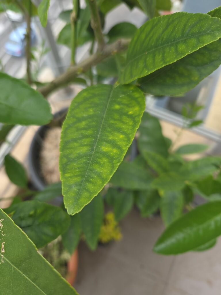 Is my Tahitian lime ok?