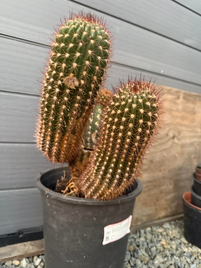 What type of cactus is this?
