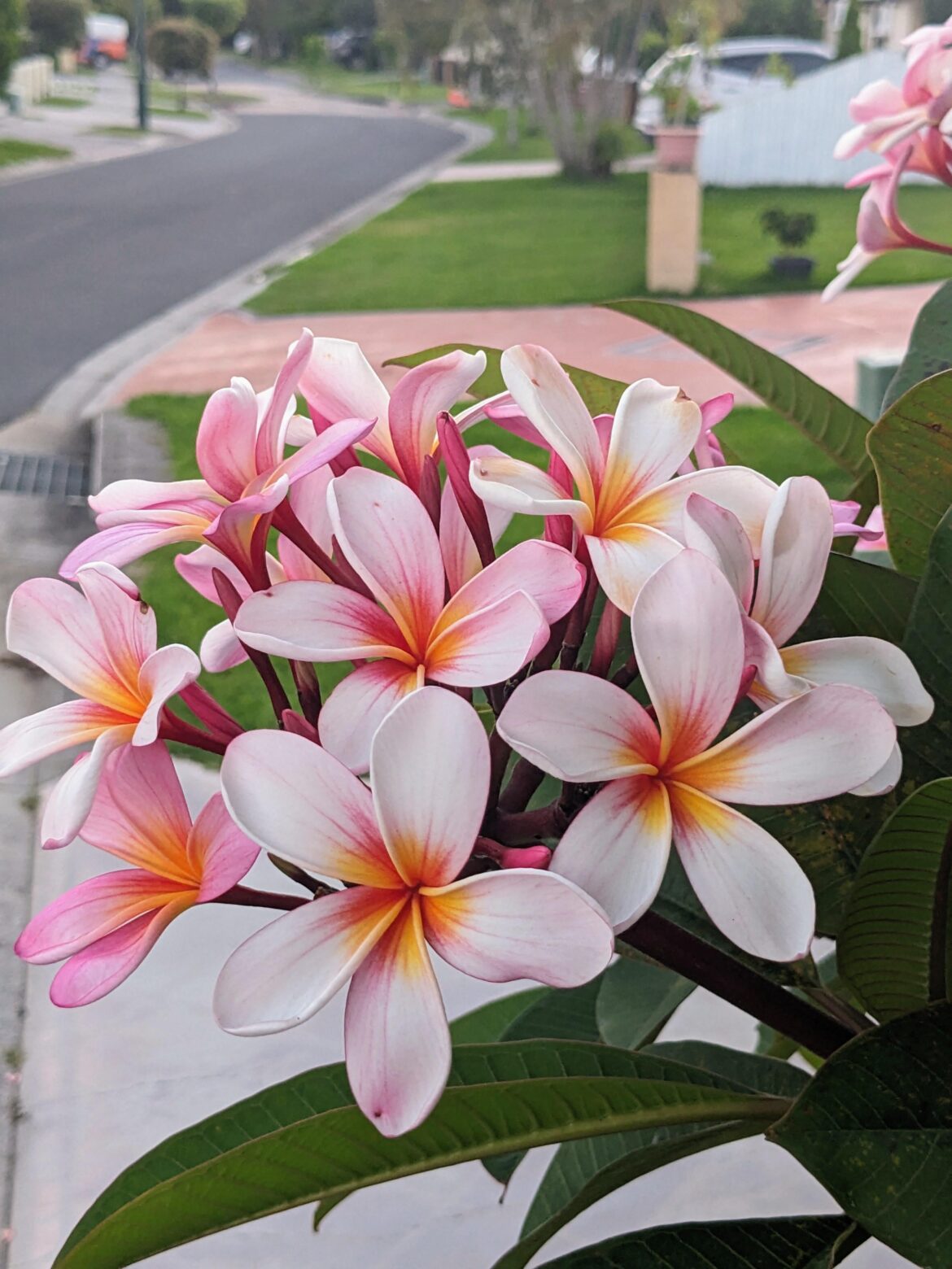 Frangipani