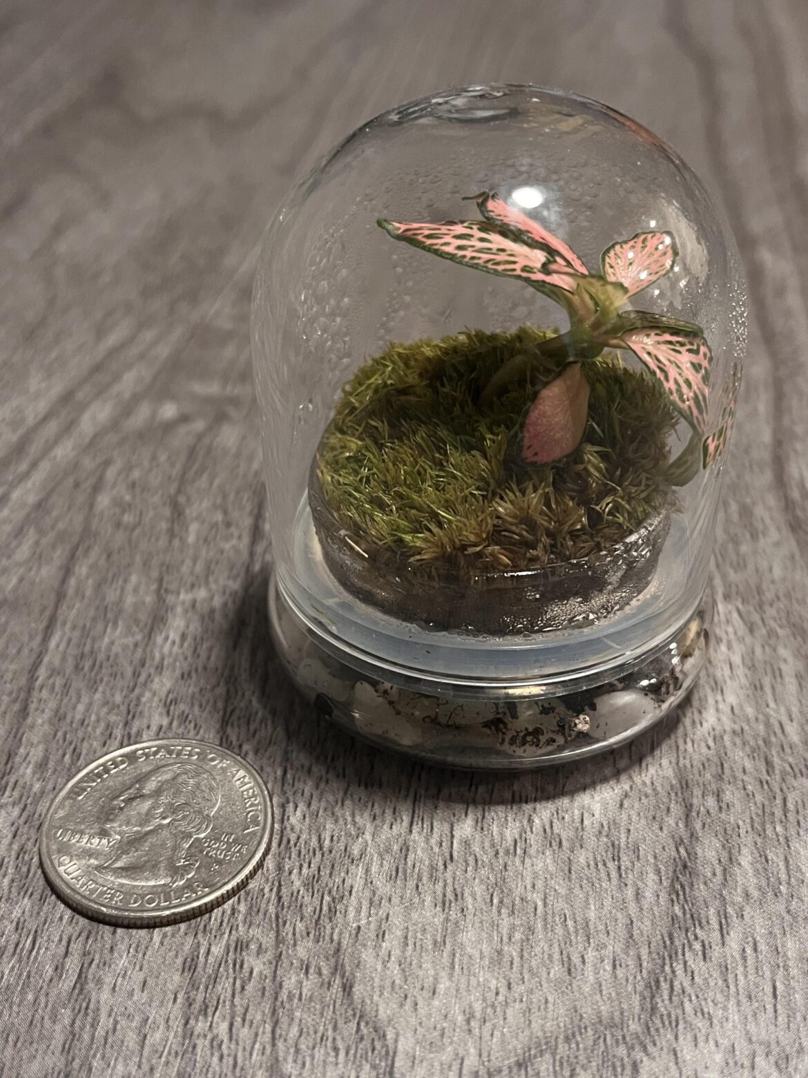My super-nano terrarium.