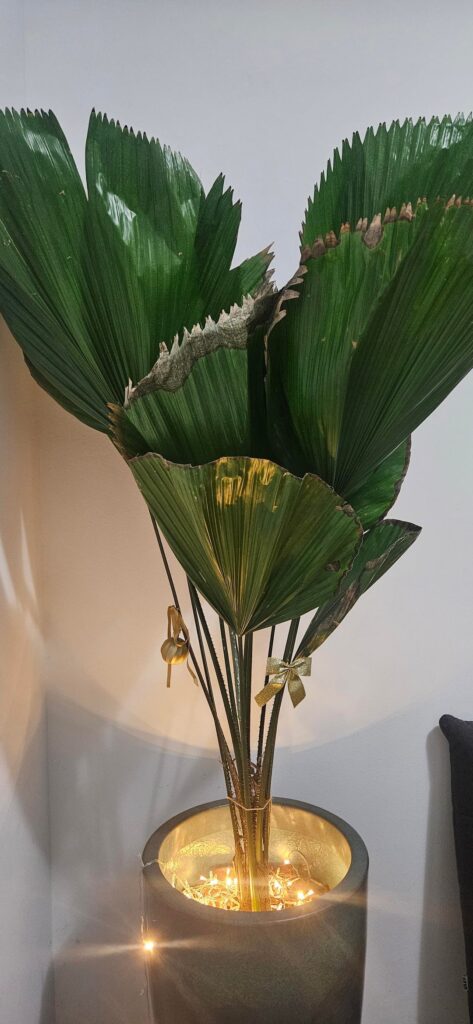 help with my fan palm