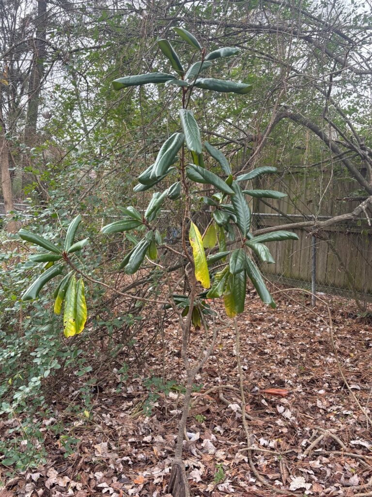 Small tree of some kind?