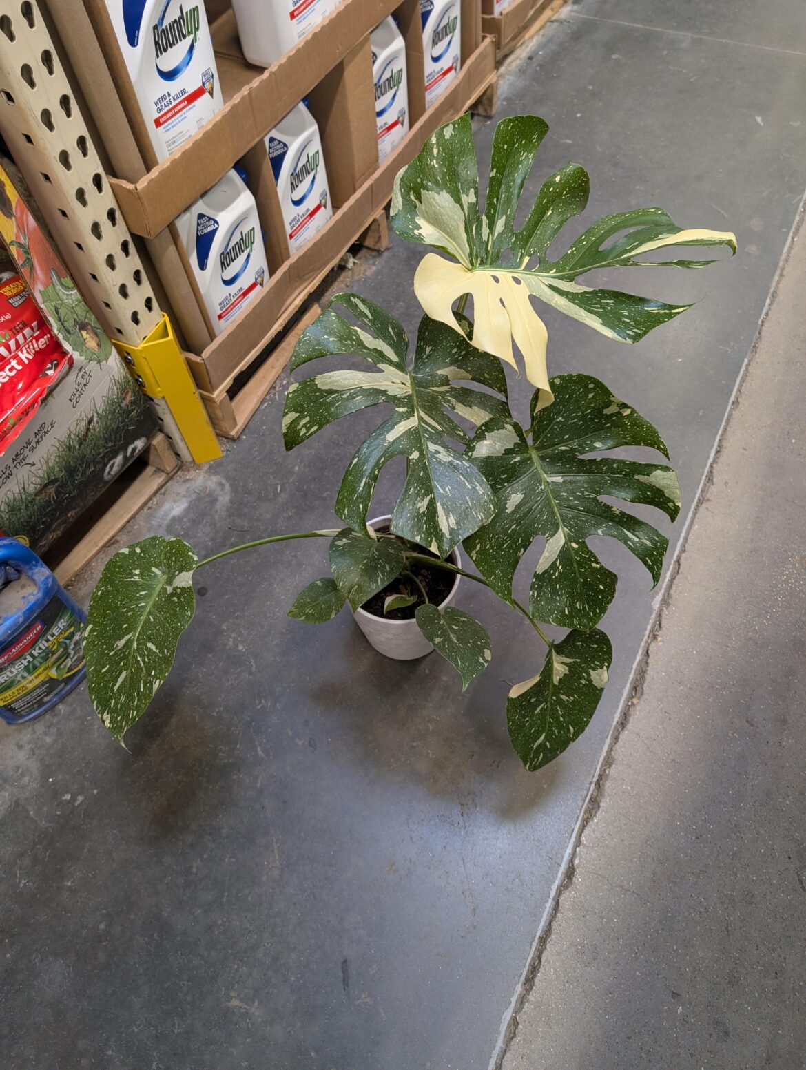 Saw this two days ago but walked away. I couldn't stop thinking about it so my husband told me to just go see if it was still there and if it was, it was meant to be.... No clue how I managed to walk away that first time.