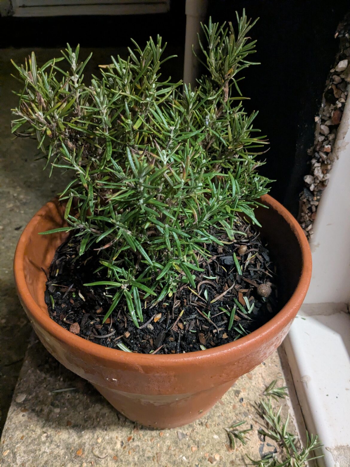 Proud of my rosemary