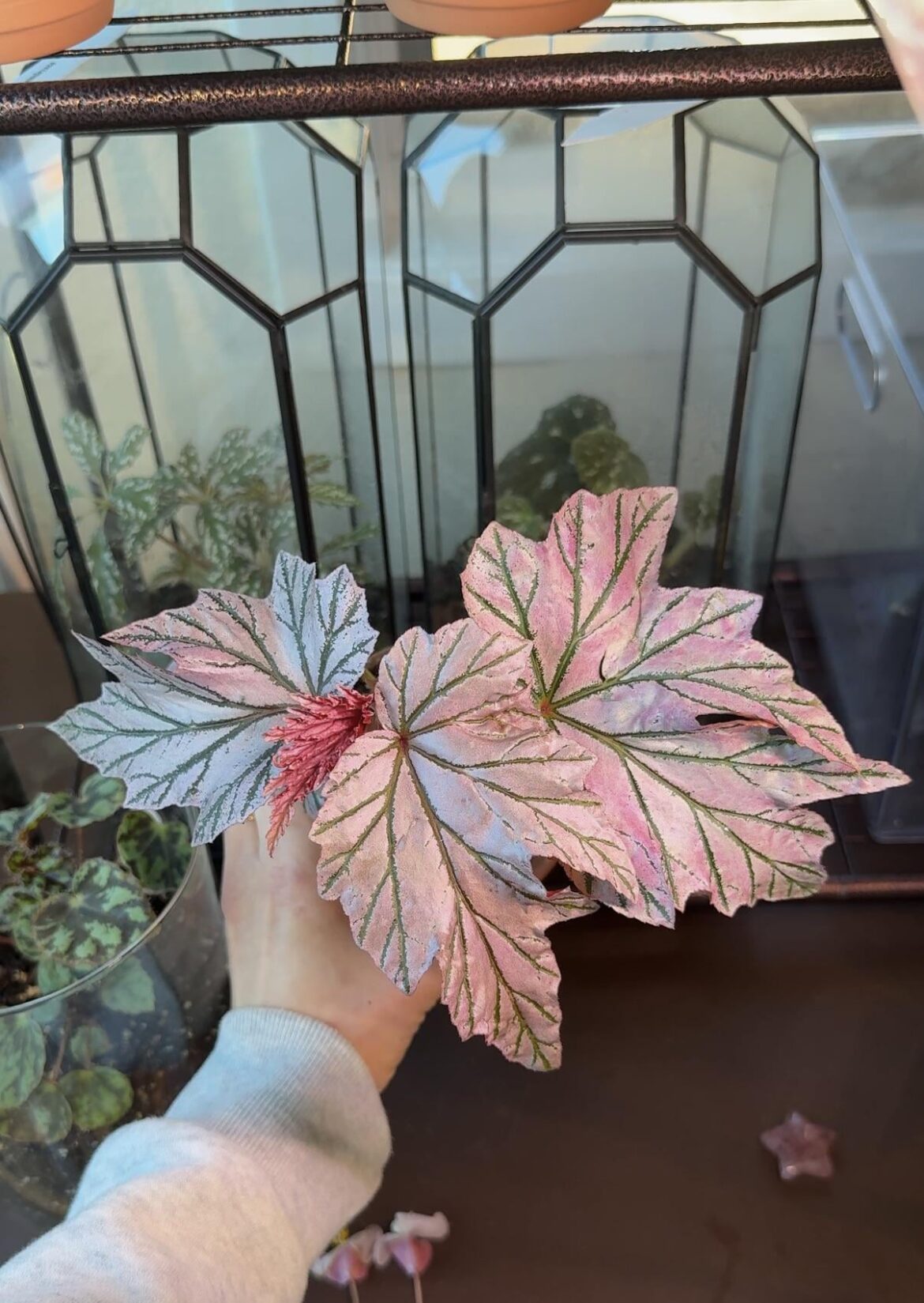 My Begonia lamoon 🧚‍♂️