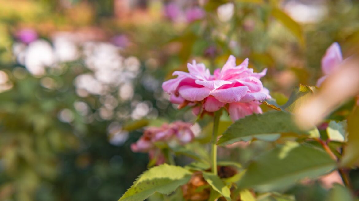 Relax your chores – Your December ‘to do’ list is short Relax your chores – Your December ‘to do’ list is short