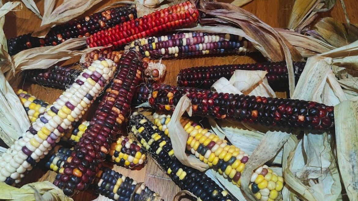 Painted Mountain corn grows under the toughest gardening conditions Painted Mountain corn grows under the toughest gardening conditions