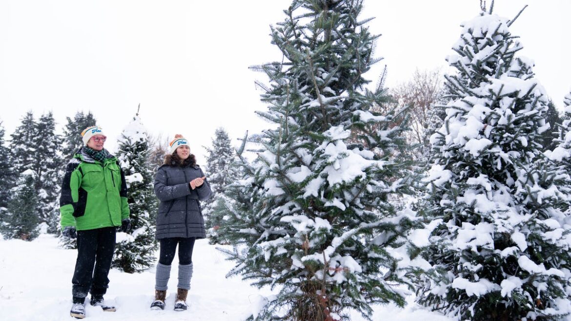 December garden checklist