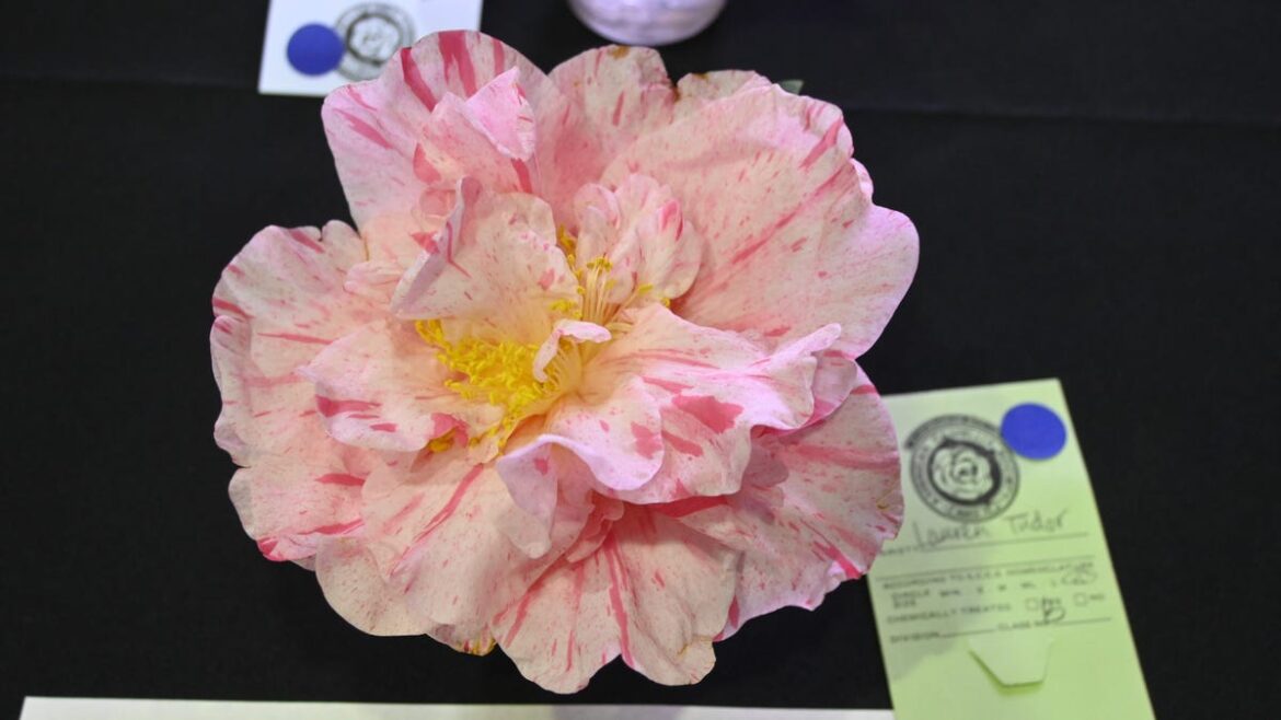 Here are prize camellias varieties to grow in Tallahassee gardens Here are prize camellias varieties to grow in Tallahassee gardens