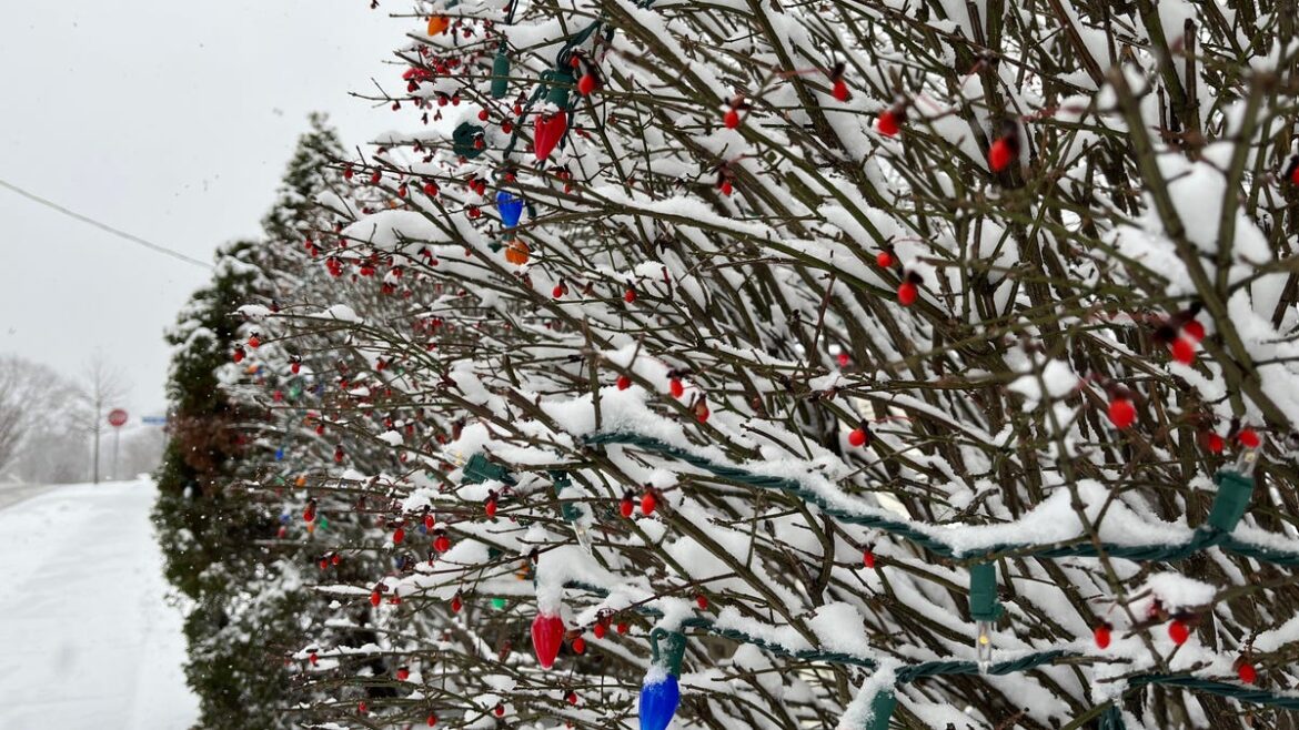 How a gardener spends the night before Christmas