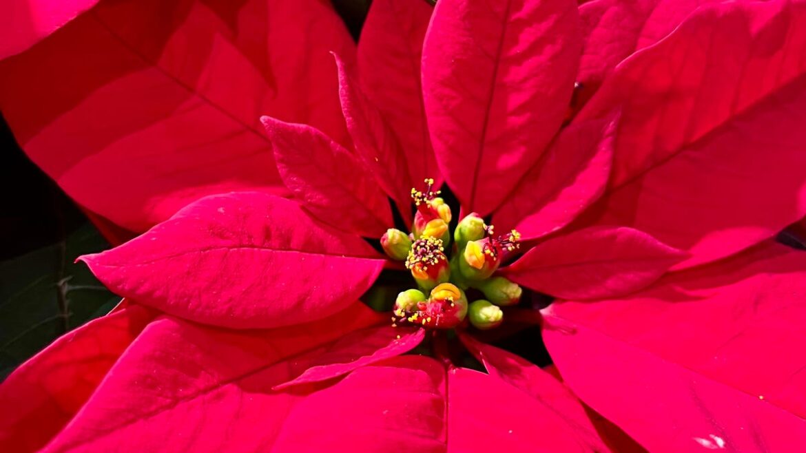 Holiday plants a gift that keeps on giving