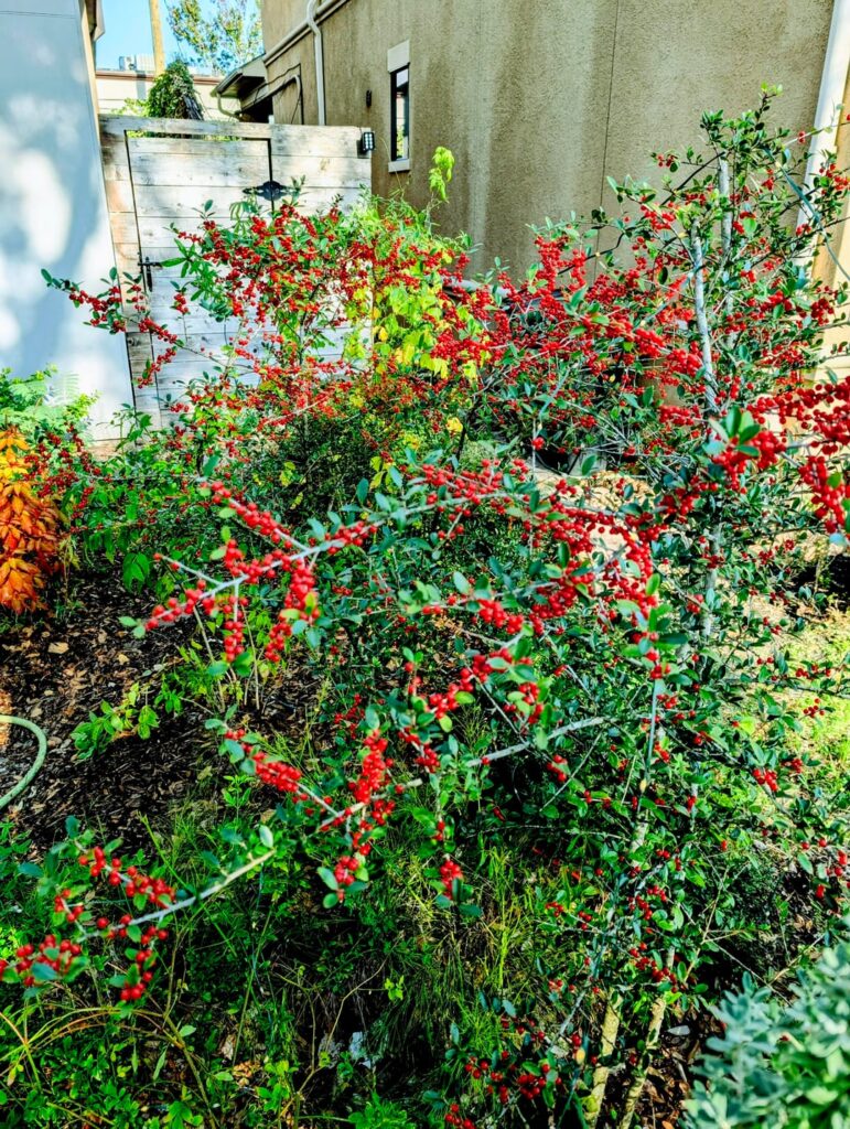 This is why I love planting Youpon Holly (Ilex vomitoria) in Houston!