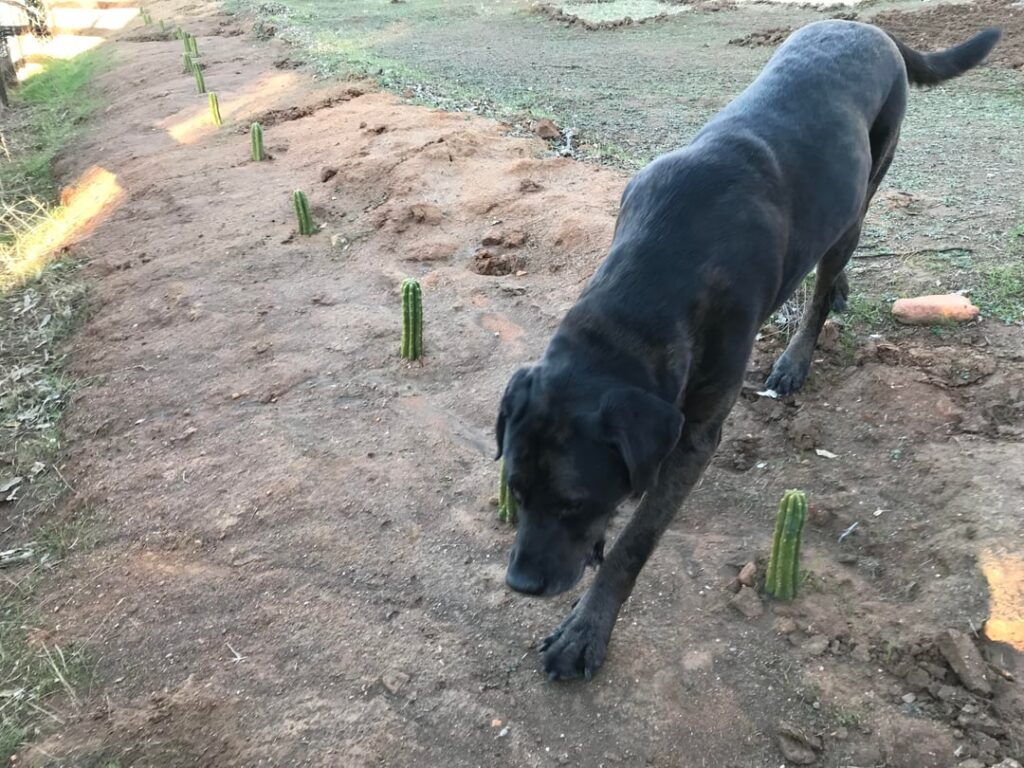 After living in the Andes for years, now I just want to cultivate Sacred Plants