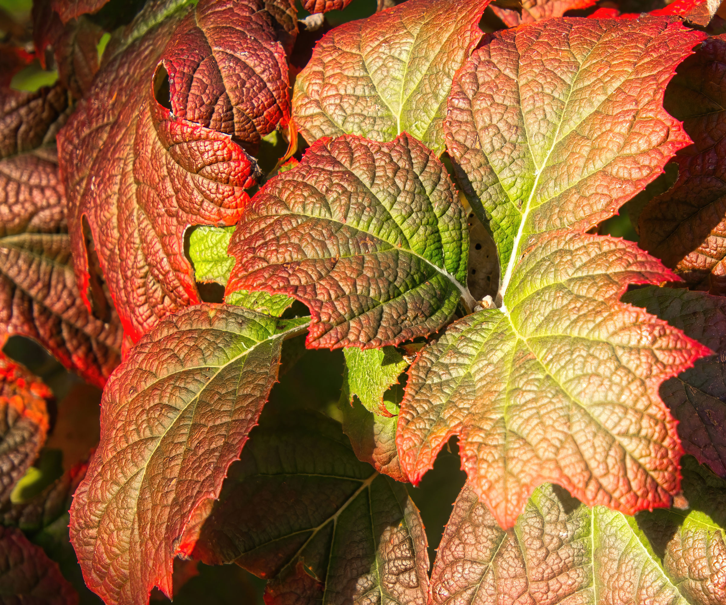 orange and green Oakleaf Hydrangea leaves