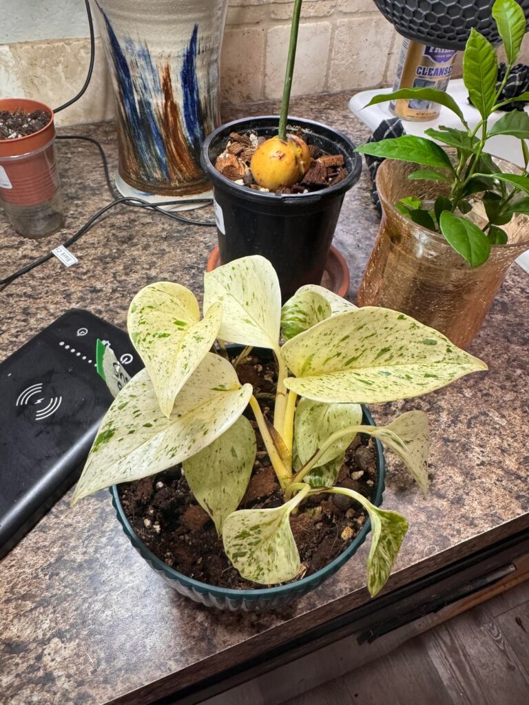 Is this a snow queen (or whatever the current name is)?