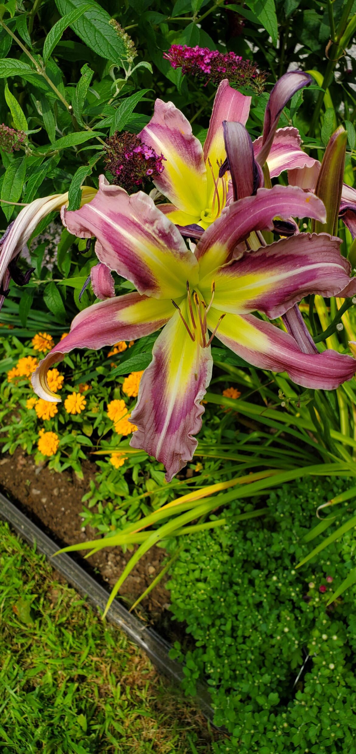 Hemerocalis 'Ocean Spirit' Daylily
