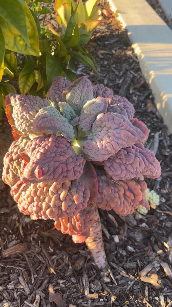 I fell in love with the backyard!!!