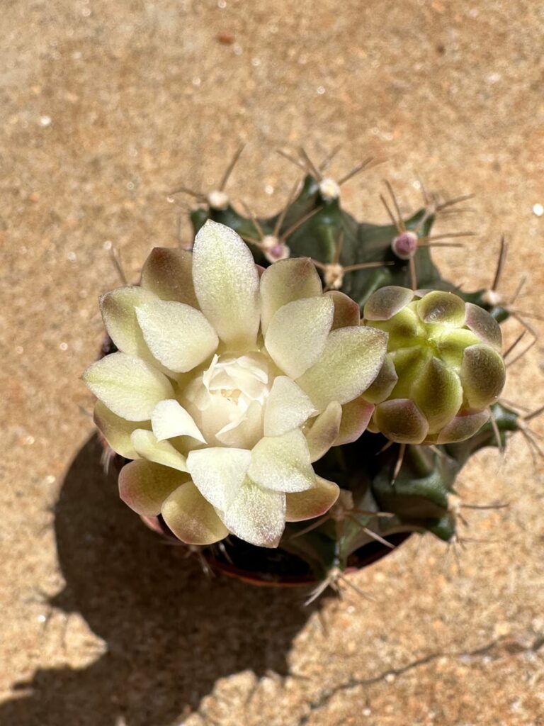 Christmas gift from my sister ❤️