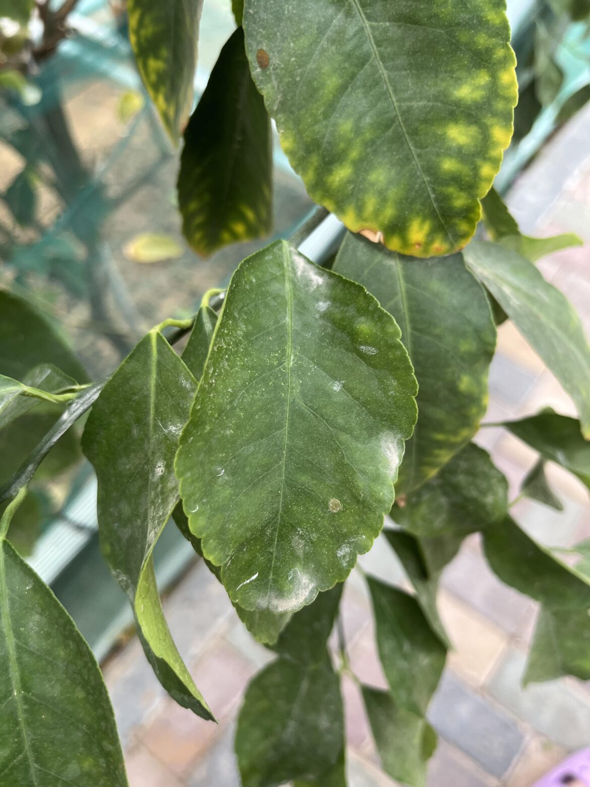 Is this caused by red spider mites?