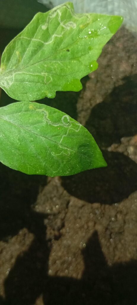 What is this pattern on the leaf?
