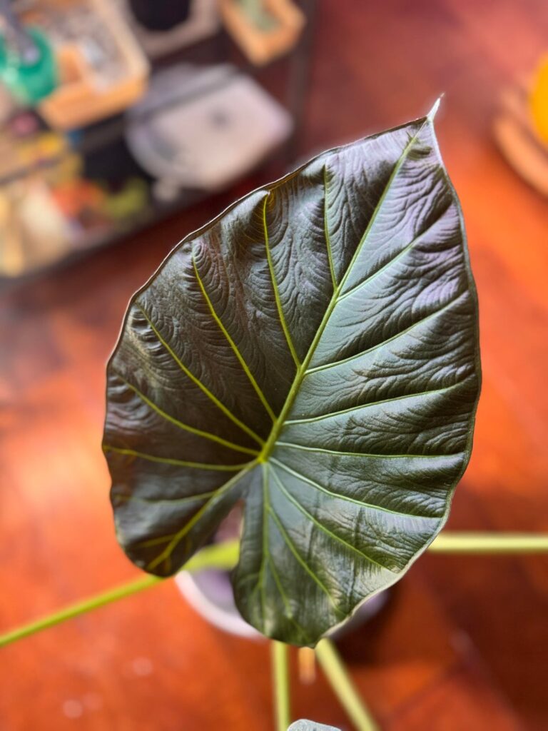 Cardi B, but make it Botanical 🌿