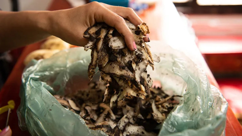 Woman readying potato peels for composting