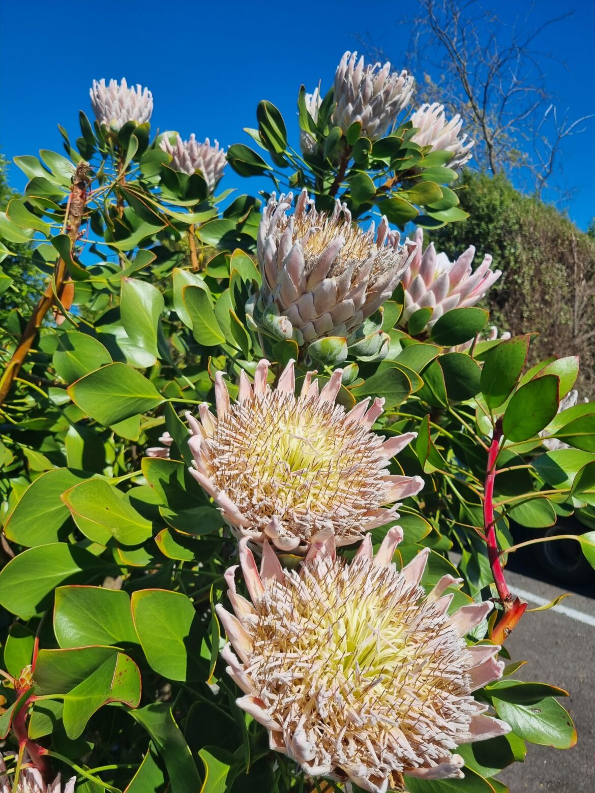 What are these giant flowers called?