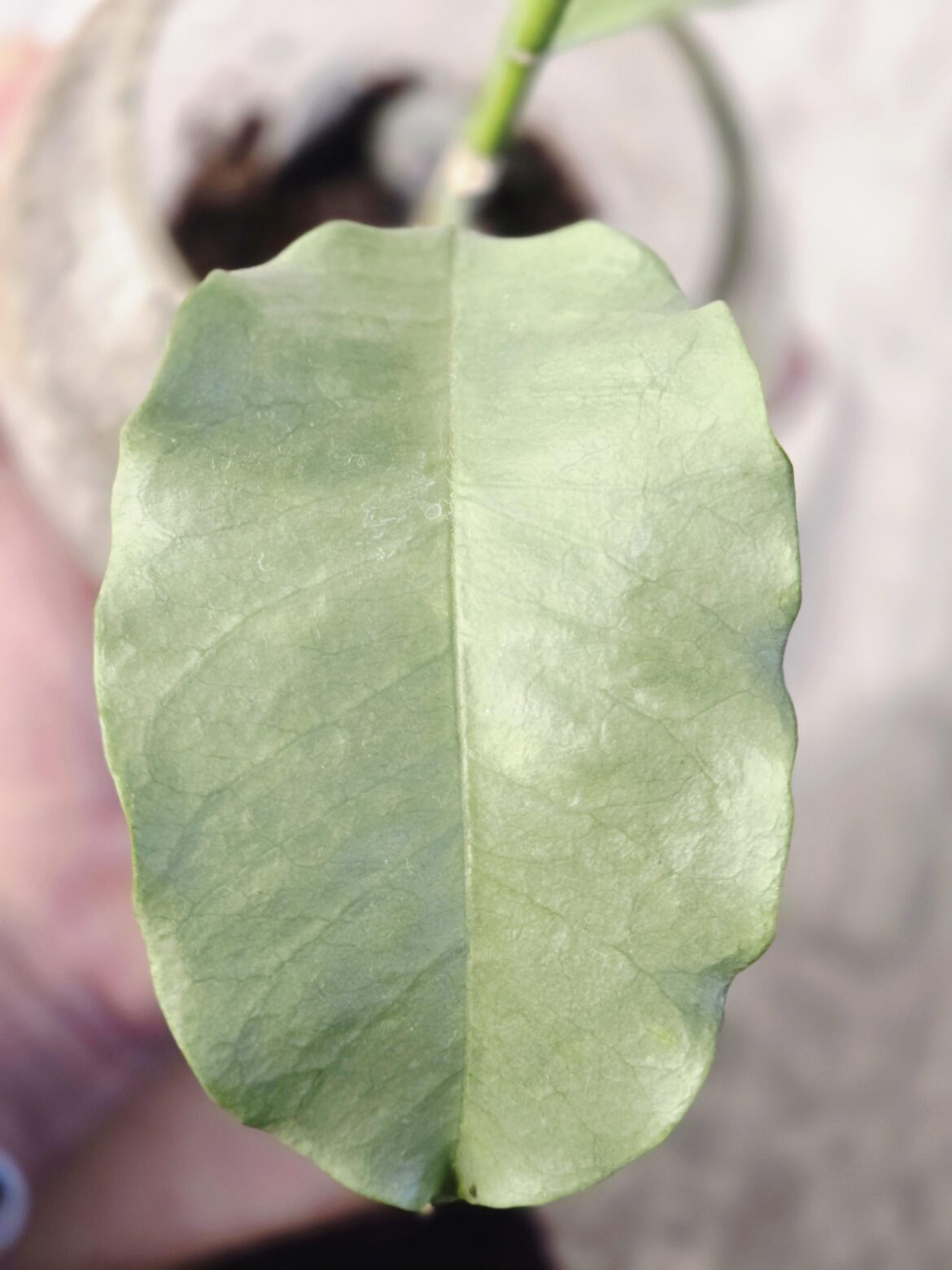 One leaf at day: multiflora silver