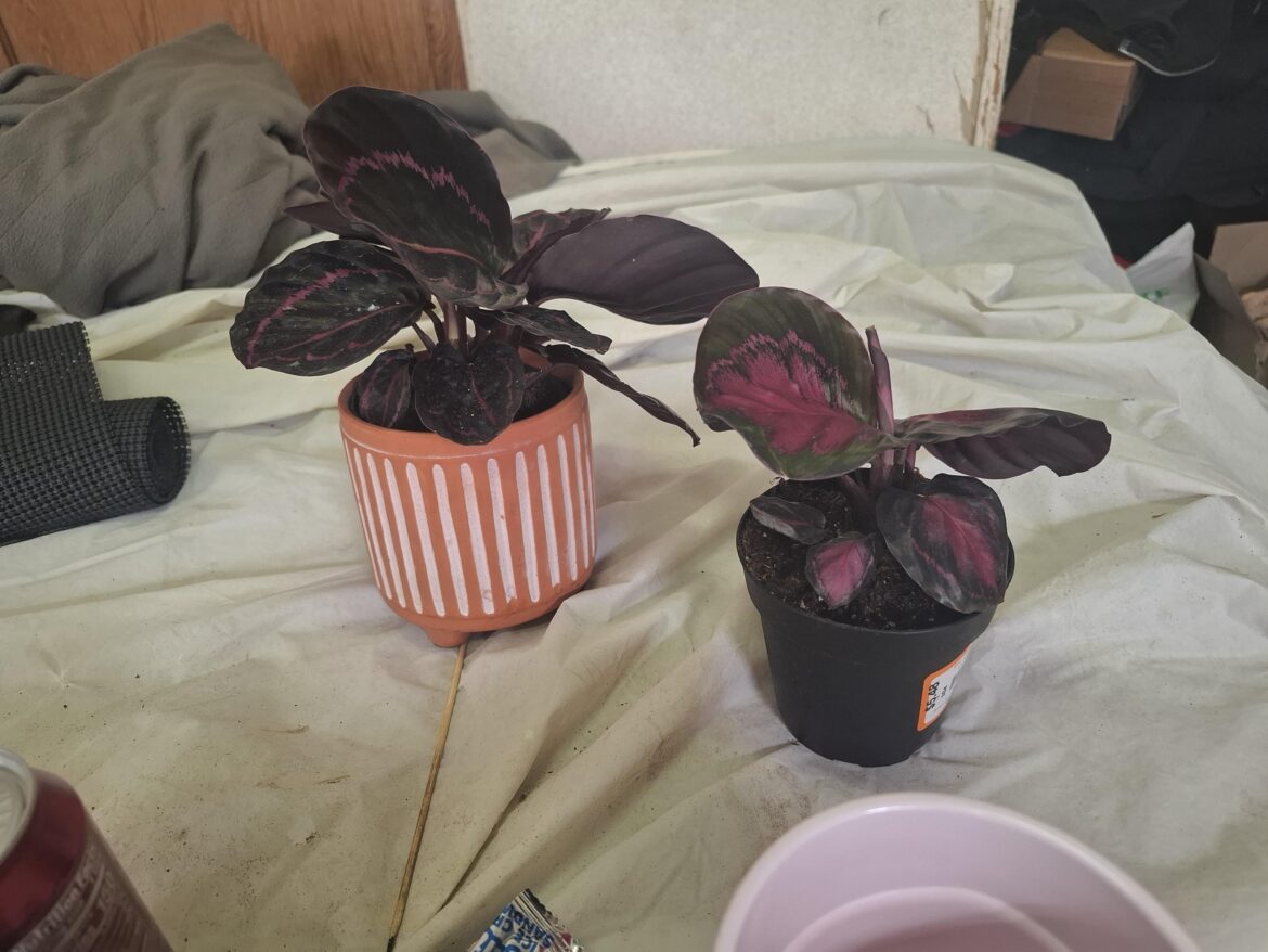 Whatcha think of my two 5 dollar calathea from home Depot?