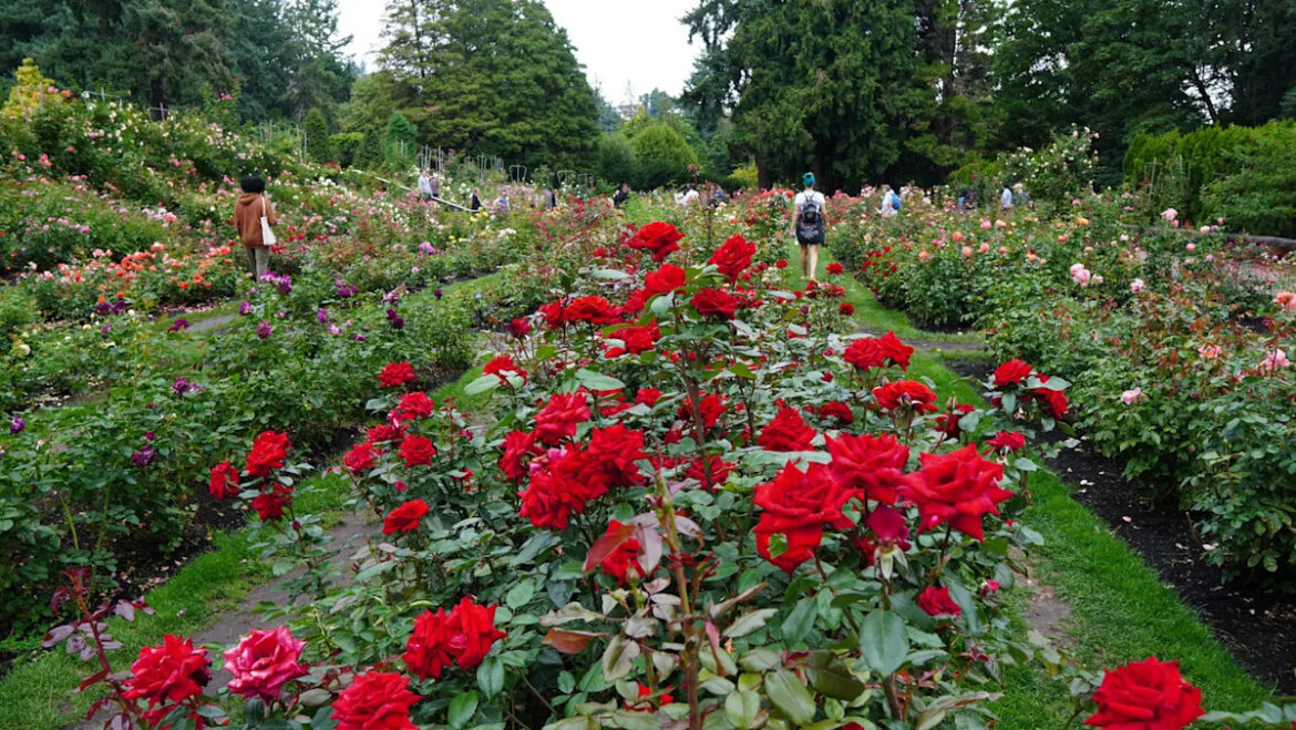 Take A Romantic Stroll Through Oregon’s Stunning Garden Full Of Thousands Of Rosebushes Yahoo lifestyle home