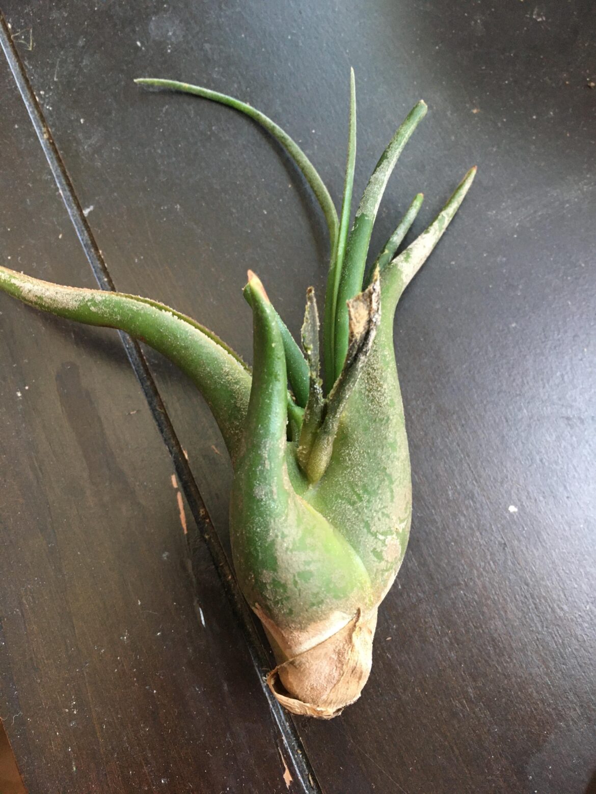 Can I save this plant