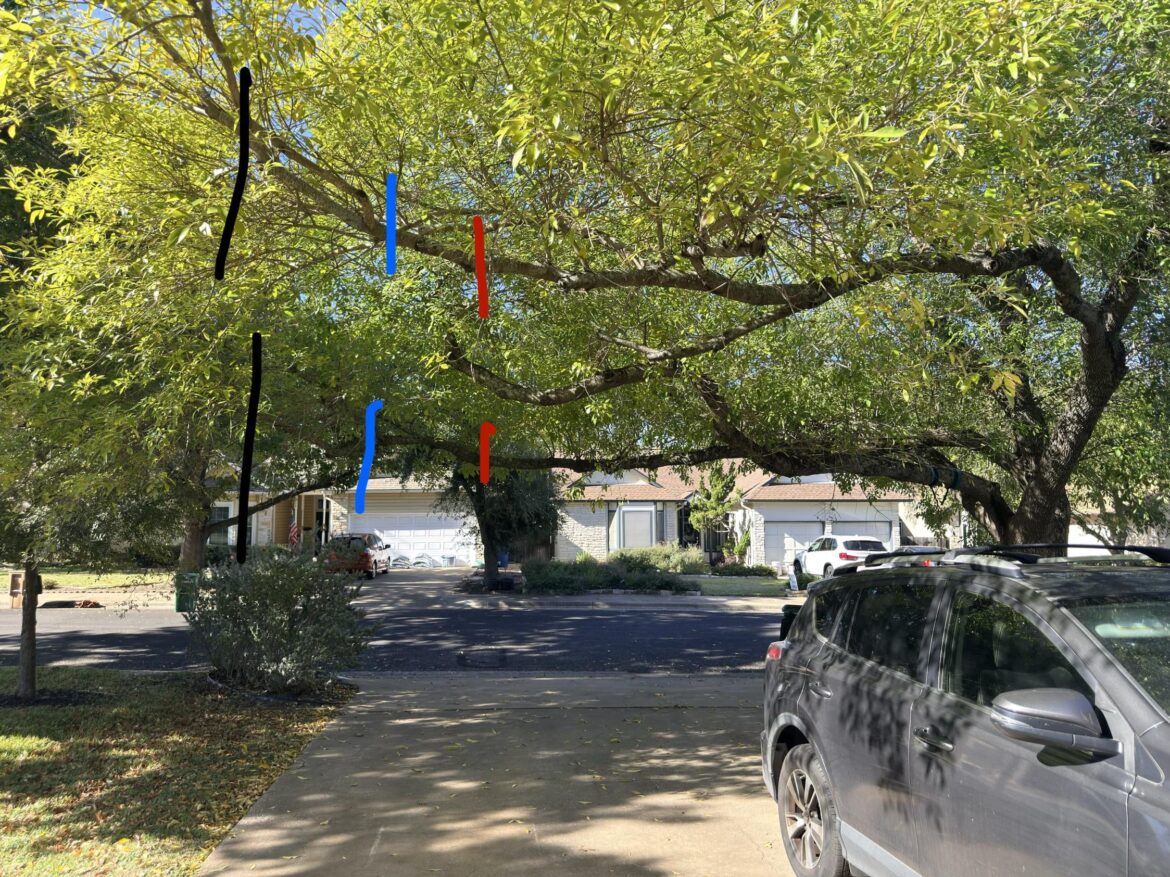 Where to trim tree branch over driveway? Where to trim tree branch over driveway?