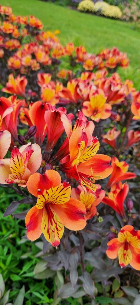 All these beauties in the Auckland botanical gardens recently