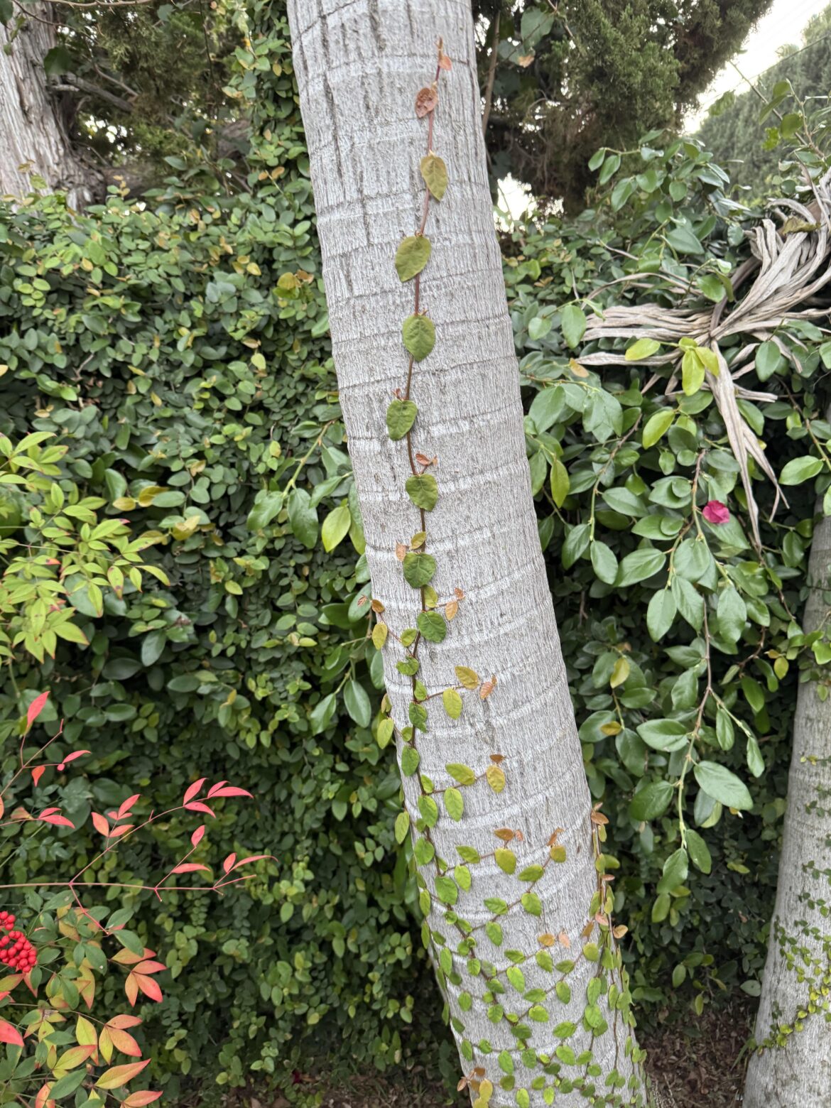 What Plant is This? Socal, California *Vine intertwining palmtree*
