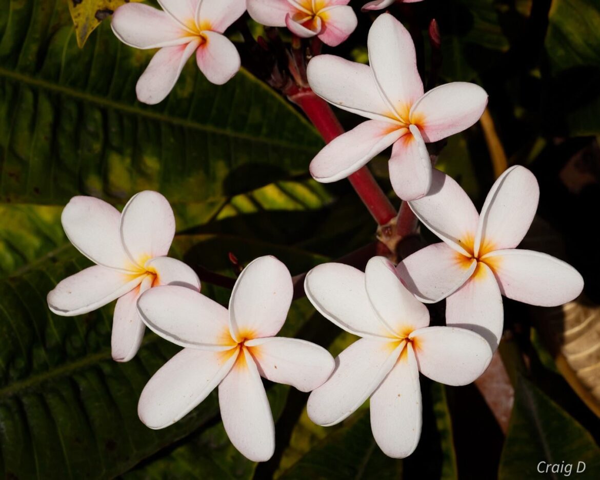 Frangipani (Plumeria) [oc]