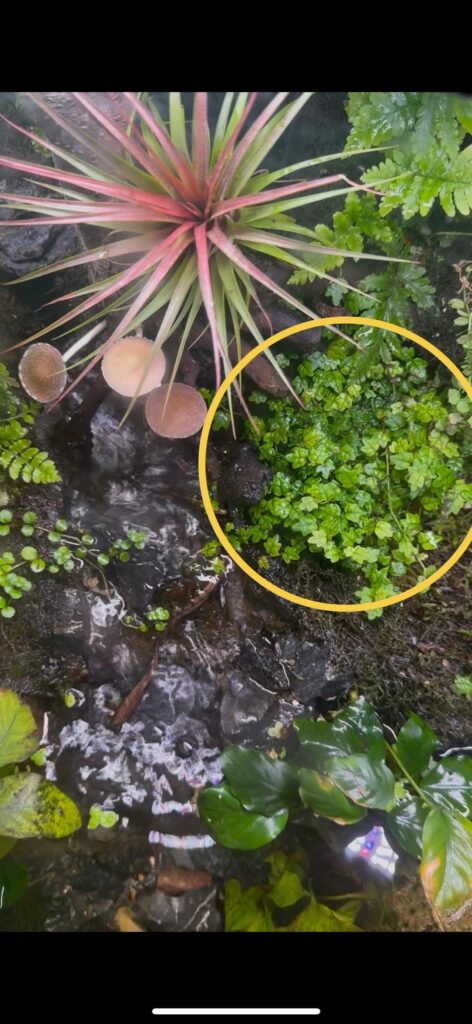 Help ID plant in my paludarium!
