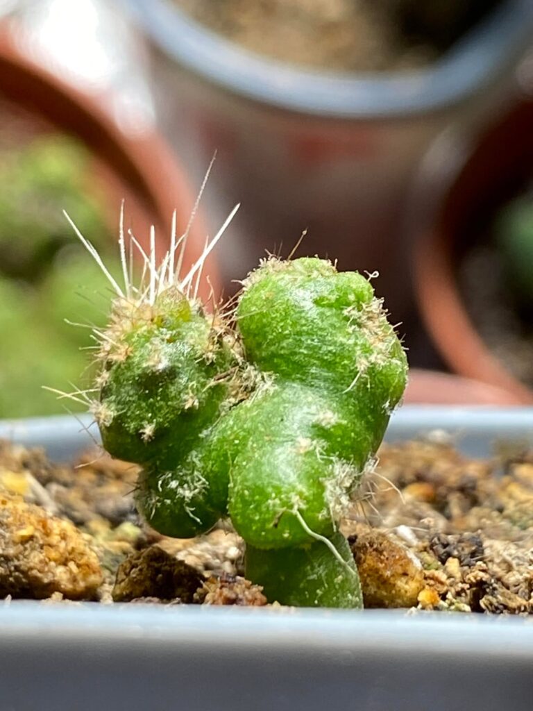 This is bound to be an interesting one, Sheridan x Marty