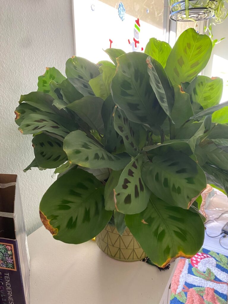 My prayer plant has browning tips