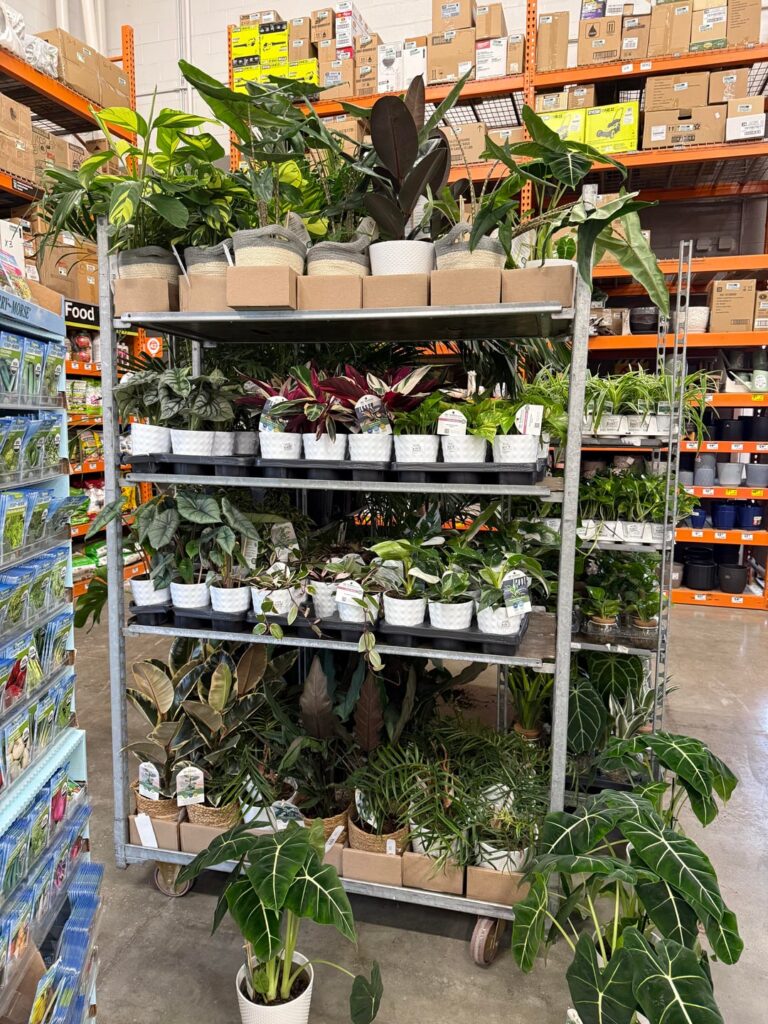 Home Depot Alocasia selection popping off