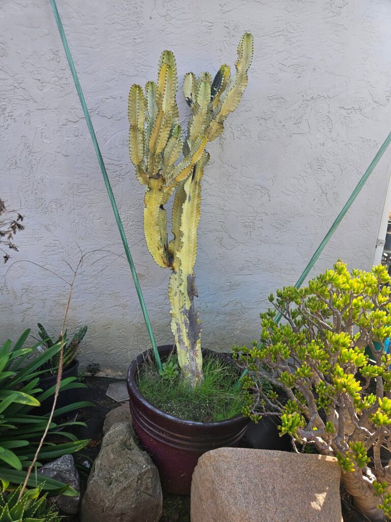 Large scarred Euphorbia. Cuttings?