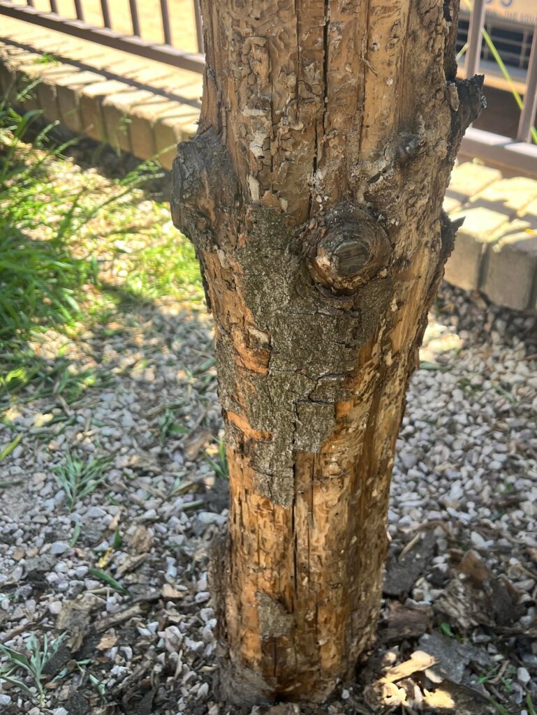 Is my tree dying?
