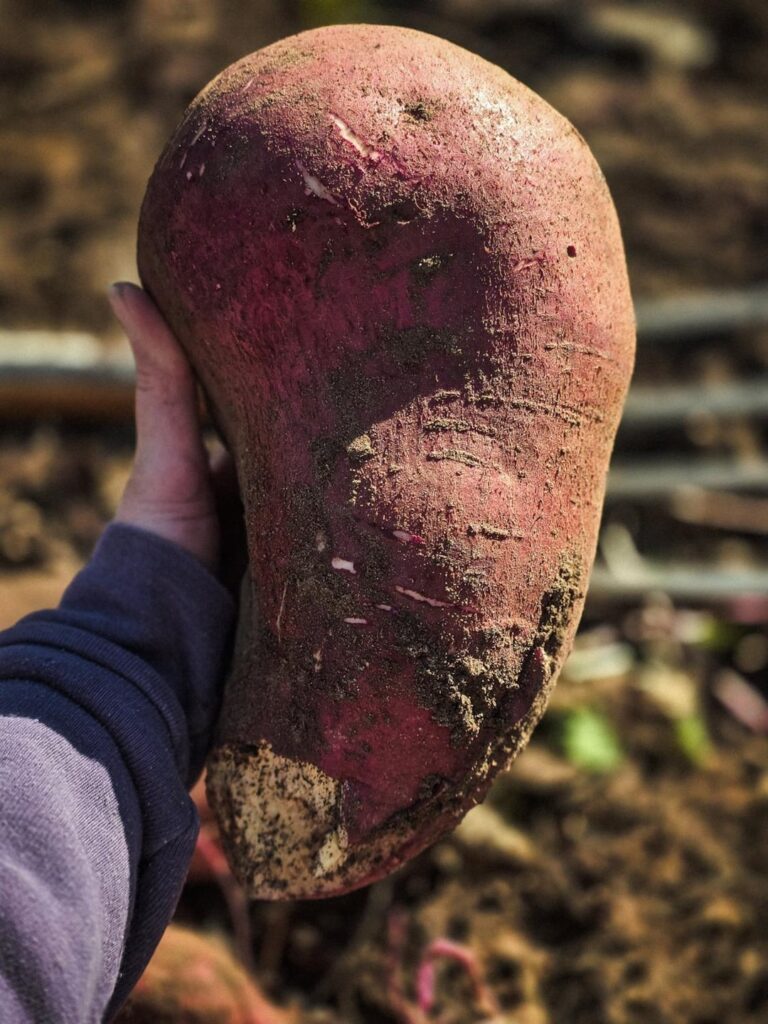 I grew a sweet potato I grew a sweet potato