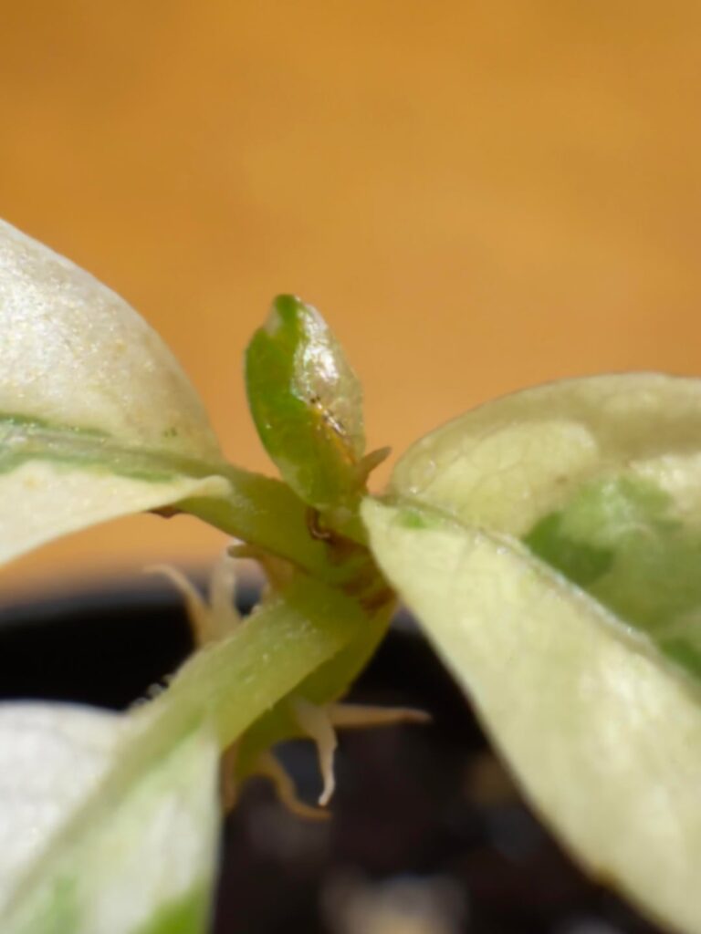 No no no no!!!! Thrips?! No no no no!!!! Thrips?!