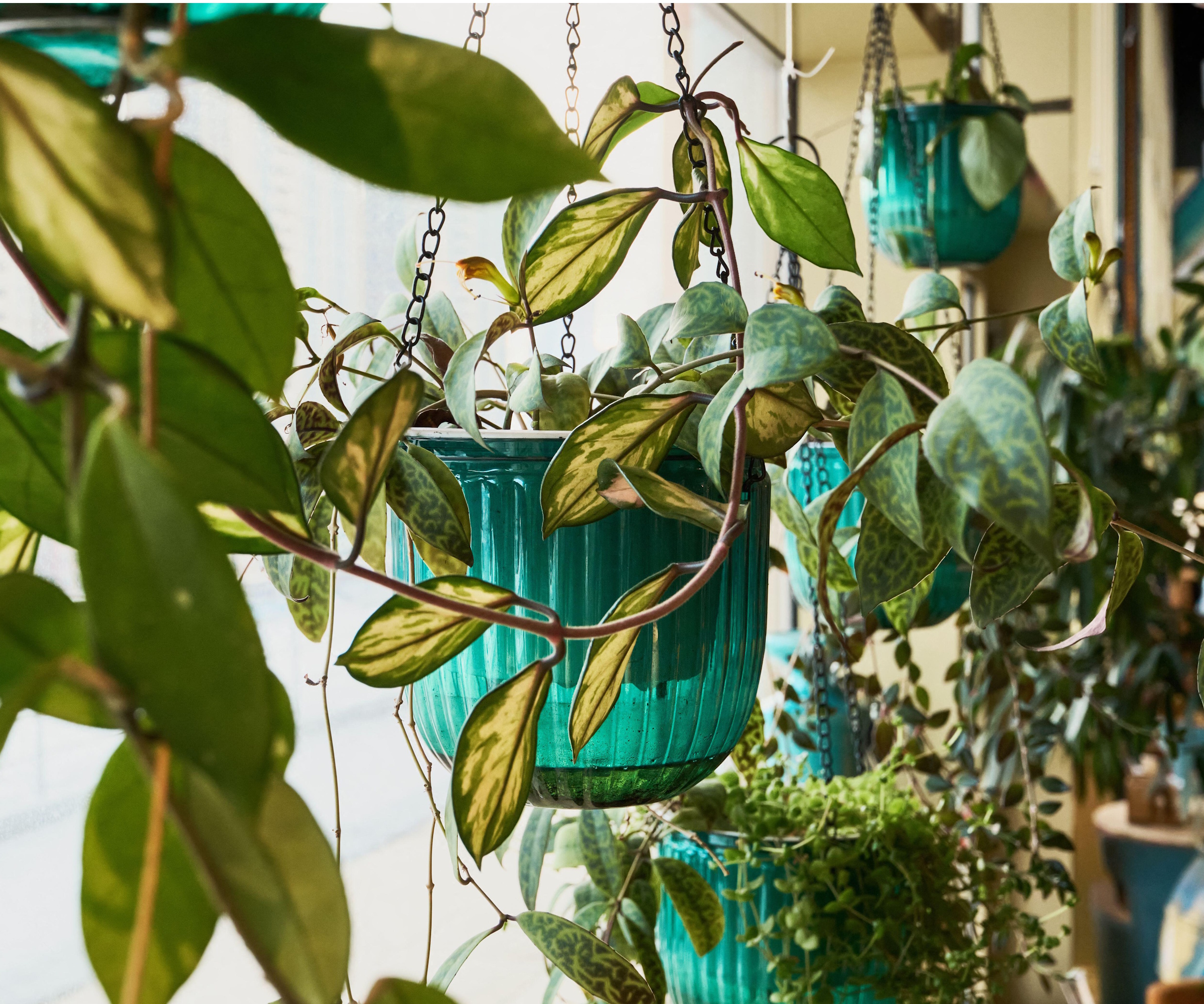 Variegated houseplants hanging in front of window