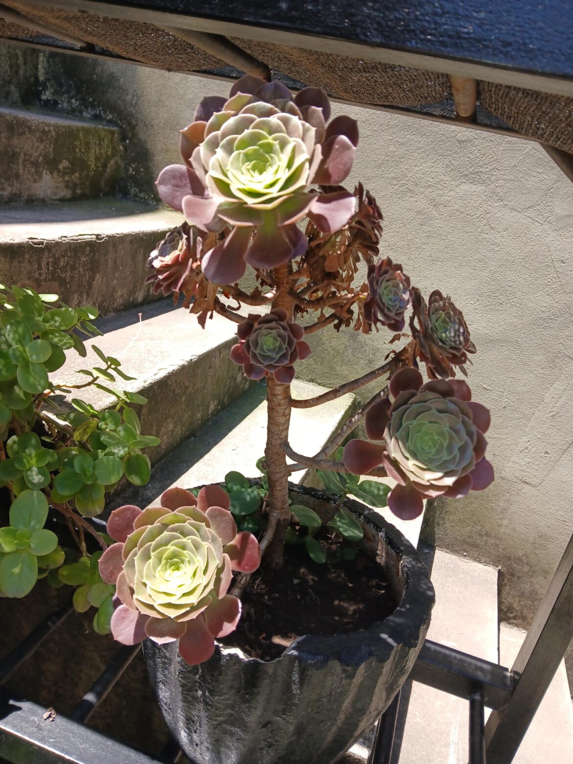 Succulents in bloom mode